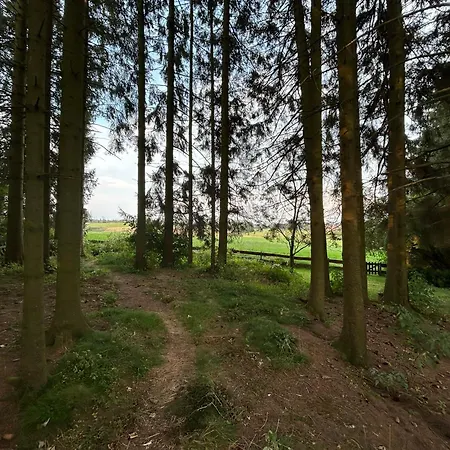 Bergwiesenblick38678 *